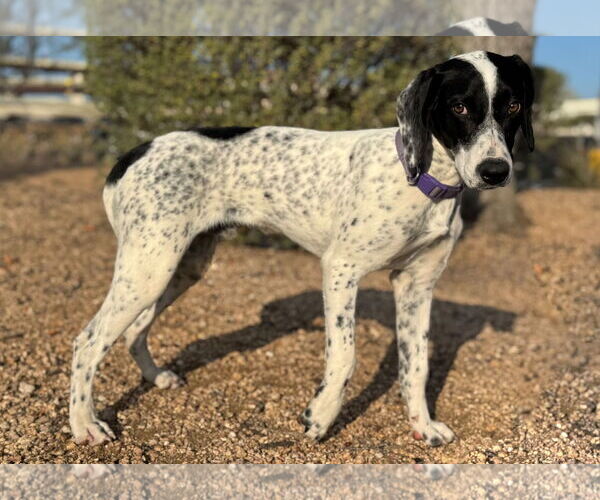 Medium Photo #2 Pointer-Unknown Mix Puppy For Sale in PIPE CREEK, TX, USA