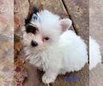 Small #1 Yorkshire Terrier