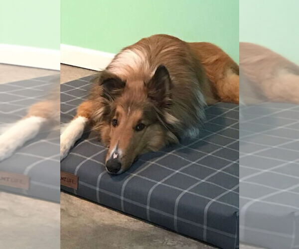Medium Photo #3 Collie Puppy For Sale in Chantilly, VA, USA