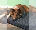 Small #2 Collie