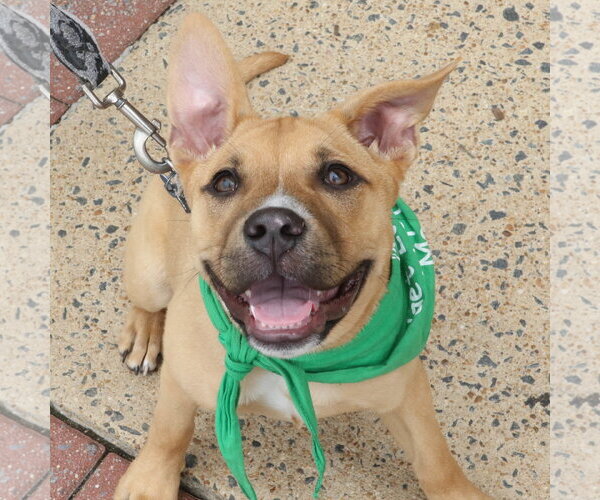 Medium Photo #3 Labrador Retriever-Unknown Mix Puppy For Sale in Washington, DC, USA