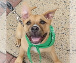 Small #2 Labrador Retriever Mix