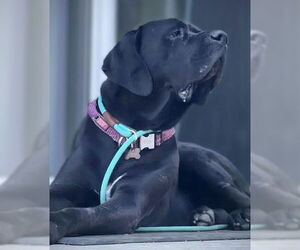 Tiana - Female Brazilian Mastiff Dog for Adoption - Photo #8