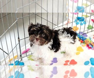 Havashire Puppy for sale in ORO VALLEY, AZ, USA