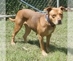 Small Photo #6 American Pit Bull Terrier-Unknown Mix Puppy For Sale in Richmond, VA, USA