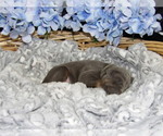 Small Photo #3 Doberman Pinscher Puppy For Sale in COTTON, MN, USA