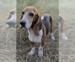 Small #1 Basset Hound