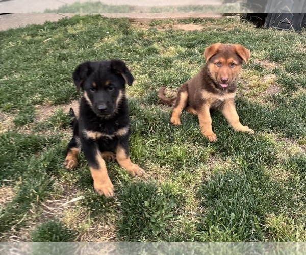 Medium Photo #1 German Shepherd Dog Puppy For Sale in BRUSH PRAIRIE, WA, USA