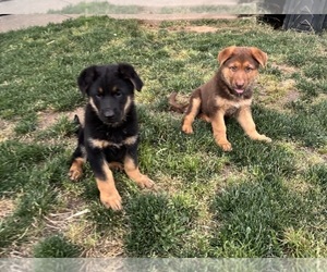 German Shepherd Dog Puppy for sale in BRUSH PRAIRIE, WA, USA