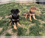 Small German Shepherd Dog