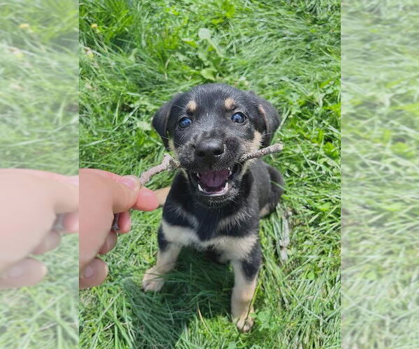 Medium Photo #4 Mutt Puppy For Sale in Minneapolis, MN, USA