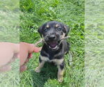 Small #3 Mutt