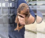 Small #1 Doberman Pinscher