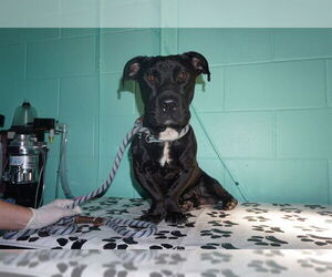Medium American Pit Bull Terrier-Dachshund Mix
