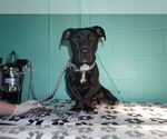 Small American Pit Bull Terrier-Dachshund Mix