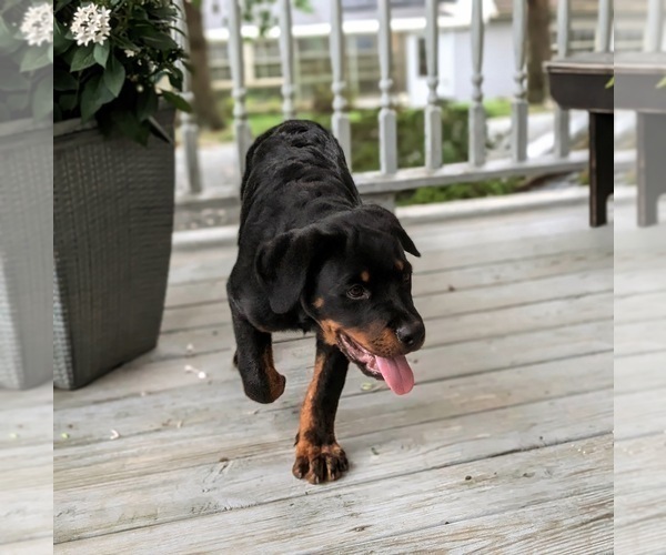 Medium Photo #5 Rottweiler Puppy For Sale in CHRISTIANA, PA, USA