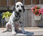 Small Photo #32 Dalmatian Puppy For Sale in GOSHEN, IN, USA