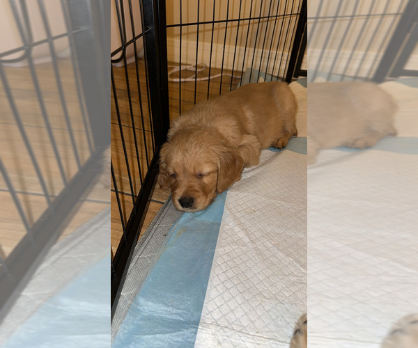 Medium Photo #4 Golden Retriever Puppy For Sale in PEORIA, AZ, USA