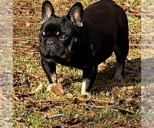 French Bulldog Puppy for sale in STOCKBRIDGE, GA, USA