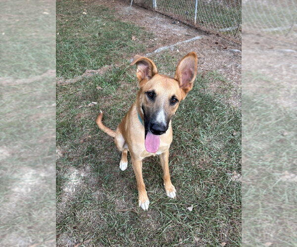 Medium Photo #3 German Shepherd Dog-Unknown Mix Puppy For Sale in Boston, MA, USA
