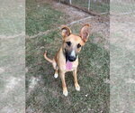 Small Photo #3 German Shepherd Dog-Unknown Mix Puppy For Sale in Boston, MA, USA