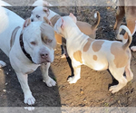 Small Photo #24 American Bully Puppy For Sale in JACKSONVILLE, FL, USA