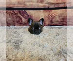 French Bulldog Puppy for sale in GRAND JCT, CO, USA