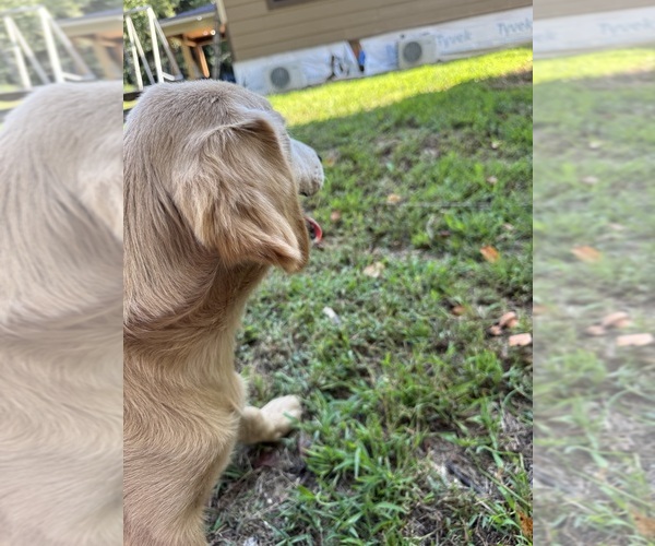 Medium Photo #7 Flat Coated Retriever-Golden Retriever Mix Puppy For Sale in SOMERVILLE, AL, USA
