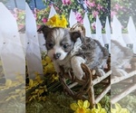 Small Photo #3 Chihuahua Puppy For Sale in LEBANON, PA, USA
