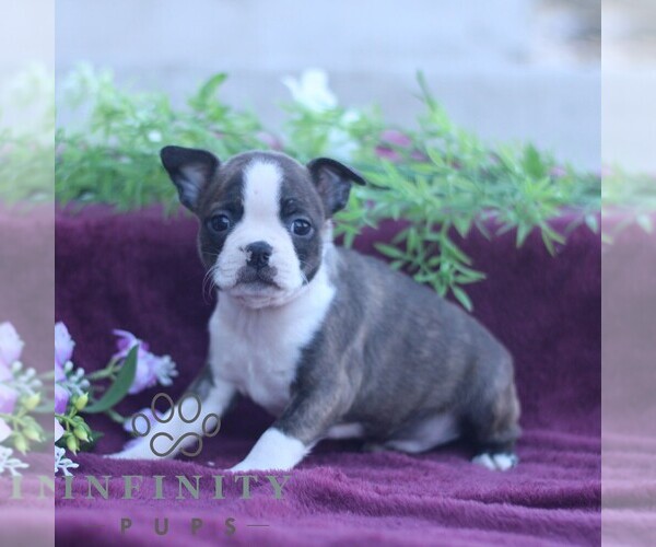 Medium Photo #5 Boston Terrier Puppy For Sale in PORT ROYAL, PA, USA