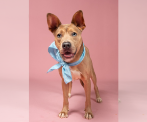 Australian Kelpie-Weimaraner Mix Dogs for adoption in Decatur, GA, USA