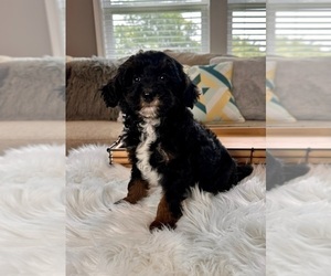 Miniature Bernedoodle Puppy for sale in INDIANAPOLIS, IN, USA