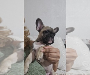 French Bulldog Puppy for sale in HESPERIA, CA, USA