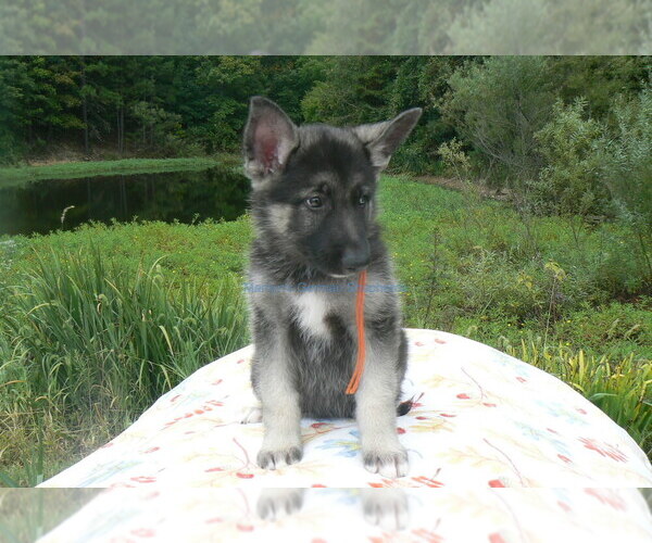 Medium Photo #5 German Shepherd Dog Puppy For Sale in PIEDMONT, MO, USA