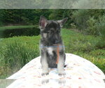 Small #4 German Shepherd Dog