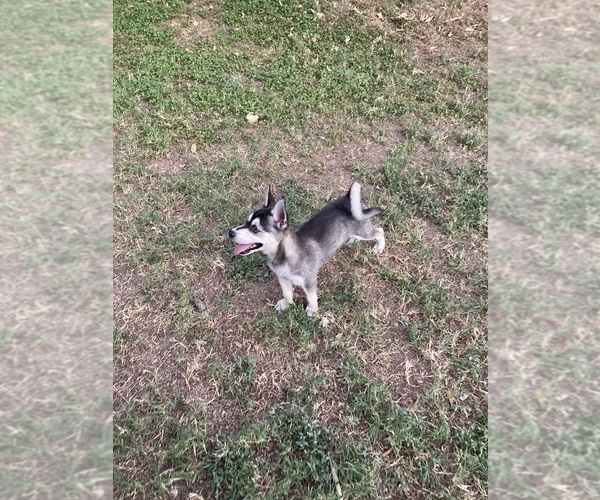 Medium Photo #4 Alaskan Klee Kai Puppy For Sale in GLENDALE, AZ, USA
