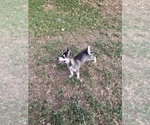 Small #3 Alaskan Klee Kai