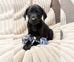 Small #1 Mutt