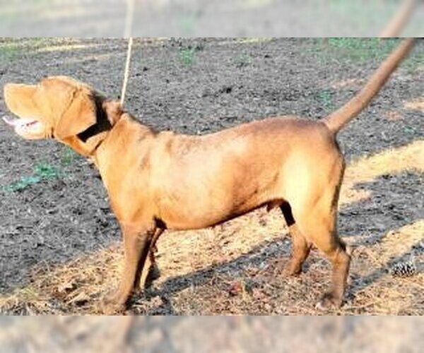 Medium Photo #8 Chocolate Labrador retriever-Unknown Mix Puppy For Sale in Frankston, TX, USA
