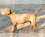 Small #7 Chocolate Labrador retriever Mix