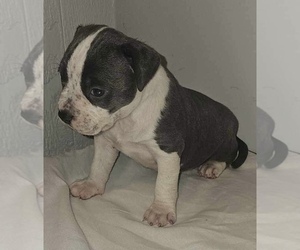American Bully Puppy for Sale in BRIDGETON, Missouri USA