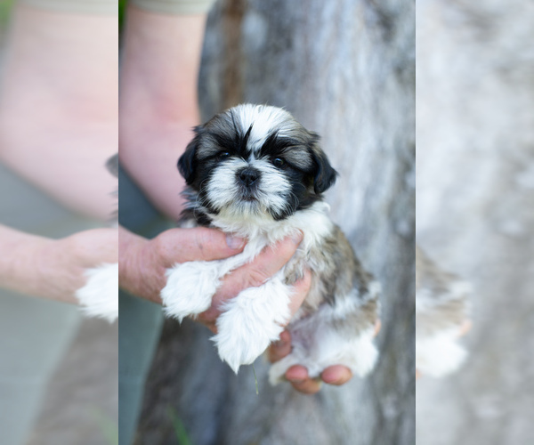 Medium Photo #1 Shih Tzu Puppy For Sale in BLACKFOOT, ID, USA