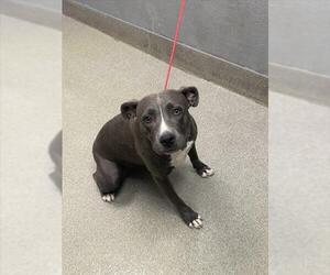 American Pit Bull Terrier-Unknown Mix Dogs for adoption in Las Vegas, NV, USA