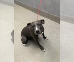 Small American Pit Bull Terrier Mix