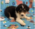 Puppy Puppy 6 Collie