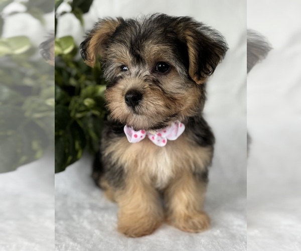 Medium Photo #10 Morkie Puppy For Sale in ROCK STREAM, NY, USA