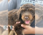 Small #5 Aussiedoodle Miniature 