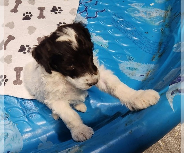Medium Photo #7 Goldendoodle Puppy For Sale in ELLISGROVE, IL, USA