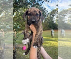 Cane Corso Puppy for sale in FAYETTEVILLE, NC, USA