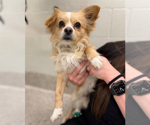 Medium Photo #1 Chiranian Puppy For Sale in Brighton, CO, USA